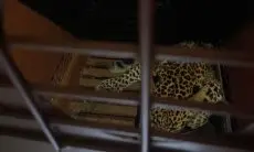 Macan Tutul Terjebak di Hotel Bandung, Diduga Kabur dari Lembang Park Zoo