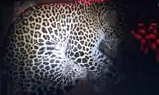 Kondisi Macan Tutul Evakuasi dari Hotel di Bandung, Sudah Bisa Berdiri dan Bergerak di Kandang
