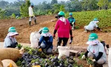Investasi yang Menyulam Harapan di Megamendung, dari Konflik Agraria ke Ekowisata Berkelanjutan