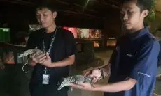 Lahir Secara Partenogenesis, Dua Bayi Komodo jadi Tema Zoo Run 2025 di Usia ke-5 Lembang Park & Zoo