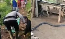 Duel Maut Petani Sukabumi Lawan Ular King Cobra Berujung Tragis