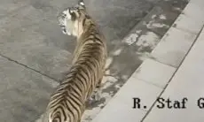 BKSDA Siaga Satu, Harimau Sumatera Terekam di Kawasan BRIN Koto Tabang