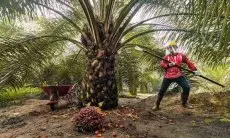Lemah Secara Hukum, IAW Dorong Pemerintah Lakukan Audit Khusus dan Reformasi Internal PT Agrinas