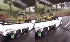 Tragis! Pohon Tumbang di Ciater Timpa Mobil Pikap, Dua Korban Meninggal Dunia