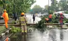 Pemangkasan Pohon di Kota Bandung Jadi Upaya Responsif Terhadap Masalah PJU dan Keamanan Jalan