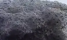 Busa Hitam Misterius Masuki Permukiman Warga Subang, DLH Jabar Segera Tindaklanjuti
