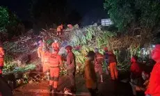 Disperumkim Geber Pemangkasan Pohon Rawan Tumbang, Total ada 247 Pohon Kategori Rawan