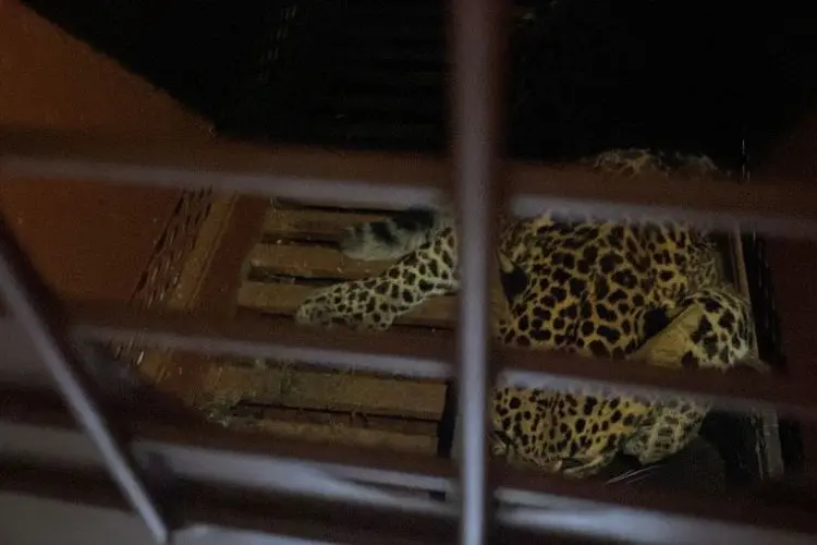 Bukan ke Lembang Park Zoo, Macan Tutul yang Masuk Hotel di Bandung Direhabilitasi ke Tempat Ini