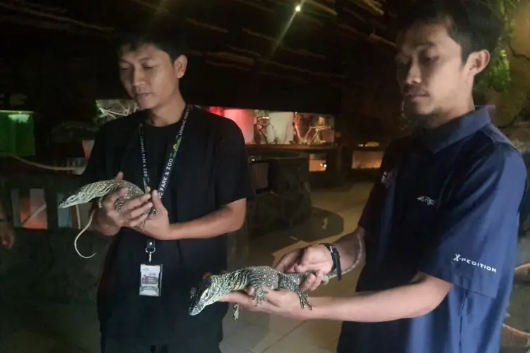 Lahir Secara Partenogenesis, Dua Bayi Komodo jadi Tema Zoo Run 2025 di Usia ke-5 Lembang Park & Zoo