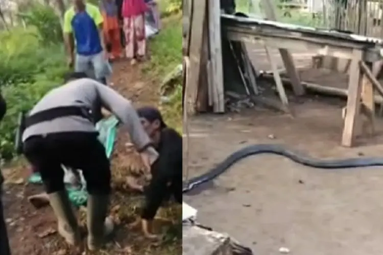 Duel Maut Petani Sukabumi Lawan Ular King Cobra Berujung Tragis