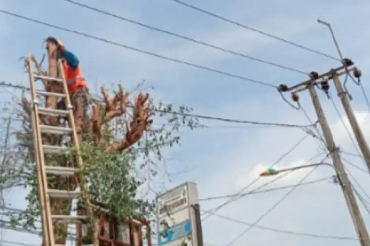 PLN Giatkan Pangkas Pohon dekat Jaringan Listrik di Cikarang, Demi Listrik Andal dan Aman