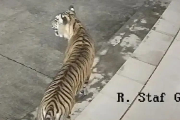 BKSDA Siaga Satu, Harimau Sumatera Terekam di Kawasan BRIN Koto Tabang