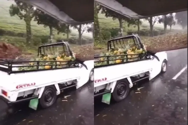 Tragis! Pohon Tumbang di Ciater Timpa Mobil Pikap, Dua Korban Meninggal Dunia