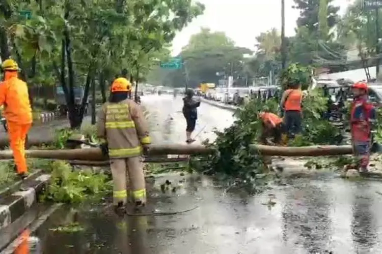 Pohon Tumbang Tutup Jalan Surapati Bandung, Lalu Lintas Sempat Lumpuh