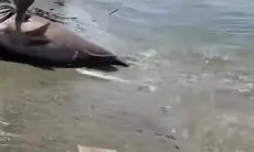Viral! Warga Timika Tangkap Ikan Kerapu Raksasa di Muara Tapormai, Ukurannya Bikin Takjub