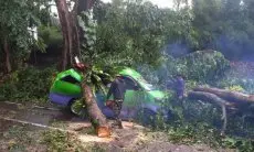 Dua Pohon Besar Tumbang di Jalan Pajajaran, Satu Angkot Tertimpa dan Akses Jalan Tertutup 