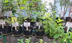 Buruan Sae Jadi Solusi Urban Farming Terintegrasi di Kota Bandung