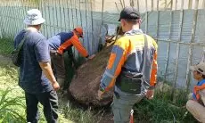Batu Besar Timpa Green House di Lembang, BPBD KBB Pastikan Bukan akibat Sesar Lembang