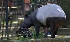 FOTO: Kelahiran Bayi Tapir di Bandung Zoo
