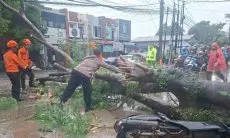 Pohon Semarak Api Tumbang Timpa Motor di Karadenan Cibinong