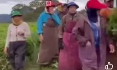 Pembabatan Kebun Teh di Pangalengan Diduga untuk Alih Fungsi, Pemerintah dan Penegak Hukum harus Tegas Menegakan Aturan