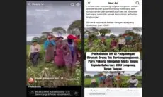 SPBUN PTPN I Regional 2 Menanti  Gerak Cepat Kepolisian Tangani Perusakan Tanaman Teh di Malabar