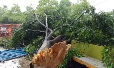 Hujan Disertai Angin Kencang, Pohon Tumbang di Jalan Ibrahim Adjie Bandung