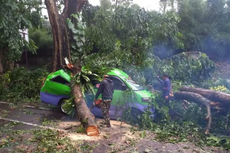 Dua Pohon Besar Tumbang di Jalan Pajajaran, Satu Angkot Tertimpa dan Akses Jalan Tertutup 
