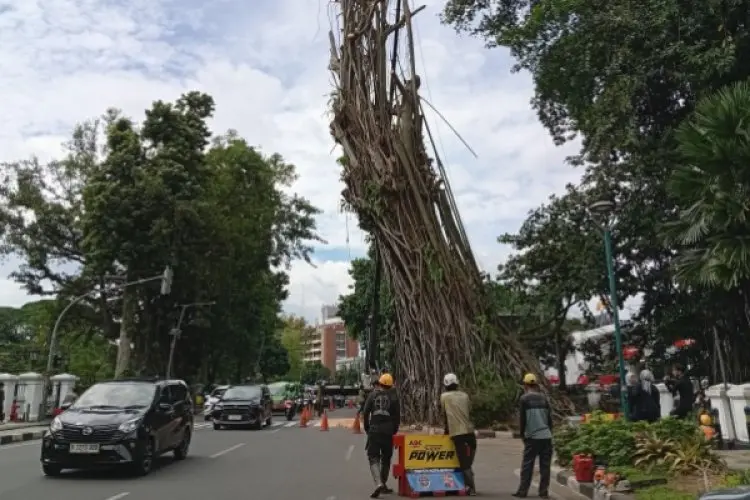Membahayakan Pengguna Jalan, Pohon Besar Depan Balai Kota Bogor Dipangkas