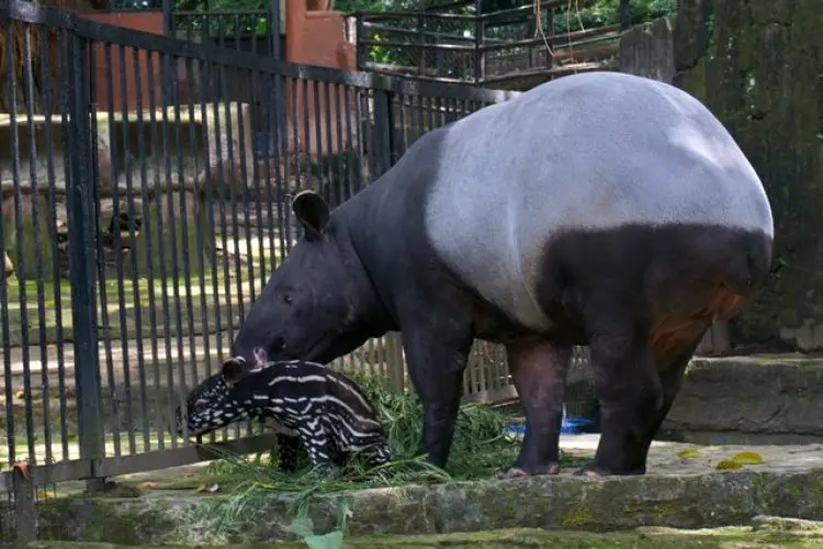FOTO: Kelahiran Bayi Tapir di Bandung Zoo