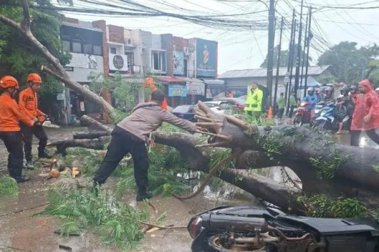 Pohon Semarak Api Tumbang Timpa Motor di Karadenan Cibinong