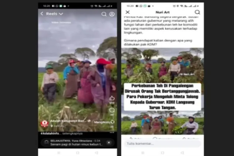 SPBUN PTPN I Regional 2 Menanti  Gerak Cepat Kepolisian Tangani Perusakan Tanaman Teh di Malabar