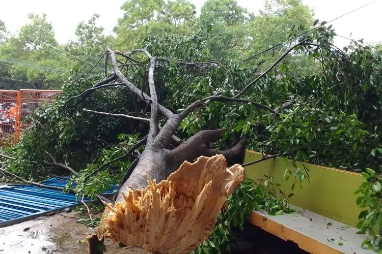 Hujan Disertai Angin Kencang, Pohon Tumbang di Jalan Ibrahim Adjie Bandung