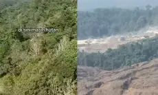 Viral! Video Ungkap Hutan Kalimantan Rusak Parah, Tampak Utuh dari Jalan Tapi Gundul di Dalam