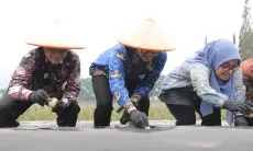 Kentang Bandung Barat Masuk Rantai Pasok PepsiCo, Jeje:  Langkah Besar Menuju Pertanian Modern