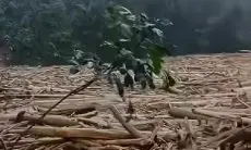 Bupati Tapsel Blak-blakan soal Izin Penebangan Pohon, Kemenhut Langsung Klarifikasi