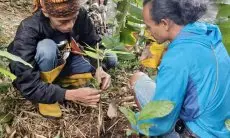 Pemuda Cigombong Hijaukan Dua Gunung dengan Menanam Pohon Bambu