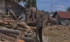 Viral Gajah Bantu Evakuasi Kayu di Pidie Jaya, BKSDA: Sudah Survei Lapangan