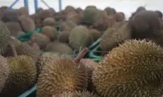 Perdana, Pengusaha Citeureup Ekspor Durian Beku Ke Tiongkok 
