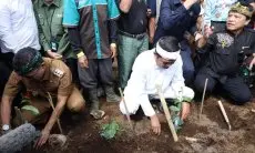 Dedi Mulyadi Pimpin Penanaman Teh di Lahan PTPN I Pangalengan 