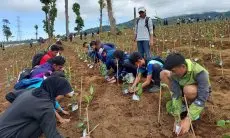 Sekitar 1.500 Hektare Perkebunan Teh PTPN di Pangalengan Beralih Fungsi menjadi Lahan Sayuran