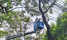 DPKP Kota Bandung Antisipasi Pohon Tumbang Saat Cuaca Ekstrem