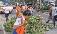 Pemkot Bandung Ternyata Kewalahan Tangani Ratusan Pohon,  Penyebabnya Keterbatasan SDM