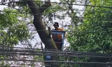Angin Kencang Melanda Bandung, Warga Diimbau Waspada Pohon Tumbang