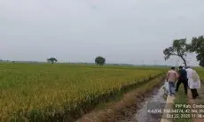 Konsisten Menjaga Lahan Pertanian,  Begini Langkah Dinas Pertanian Kabupaten Cirebon