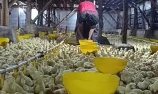 Santri Mantan PMI Asal Cirebon Sukses Kembangkan Peternakan Ayam Broiler