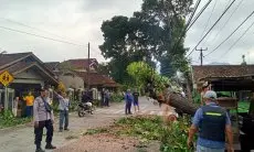 Sebuah Pohon Tiba-tiba Tumbang Timpa Pengendara Motor di Cililin