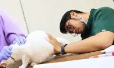 Cimahi Menuju Bebas Rabies: Program Vaksinasi Hewan Gratis ‘SiTerang’ Rampung