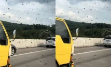 Viral Kawanan Tawon Serbu Tol Cipularang di Jembatan Cisomang, Pengendara Pilih Menepi demi Keselamatan