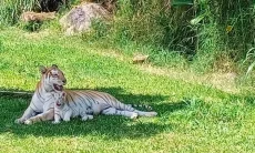 Kejutan Istimewa di Momen Nataru, Dua Bayi Harimau Berbulu Emas Lahir di LPZ